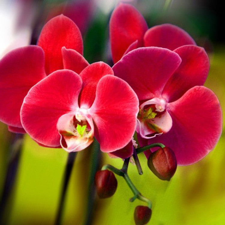 200 PCS/bag Hot Selling Unique Red Phalaenopsis Bonsai Butterfly Orchid Flower Seeds Elegant Flower Plant Ornamental flower